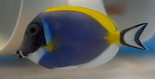Powder Blue Tang, Maldives, WYSIWYG