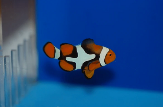 Wild Caught True Percula
