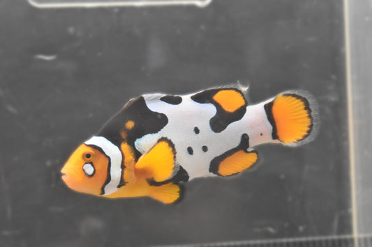 Fish 1 Left