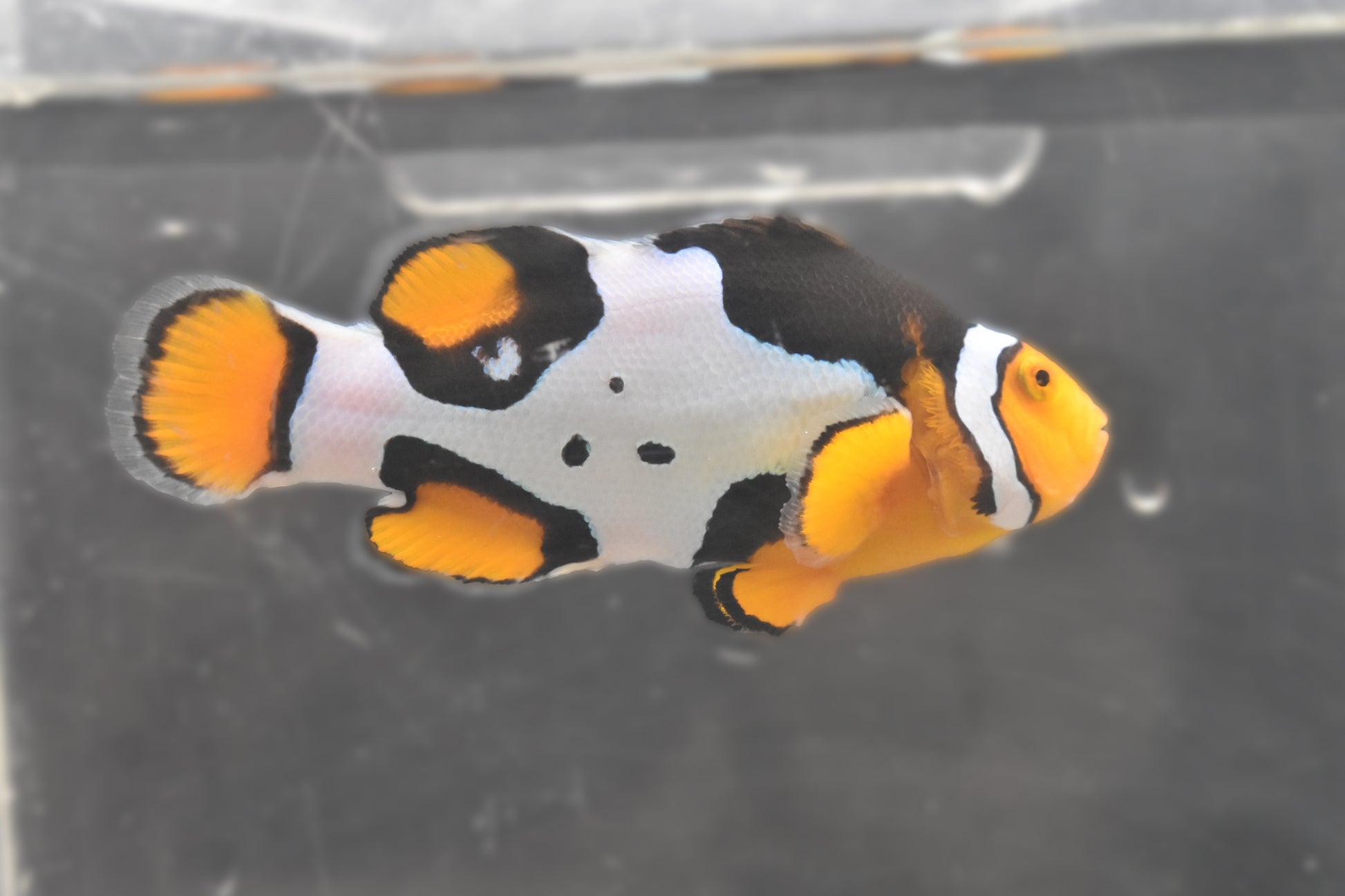 Fish 1 Right