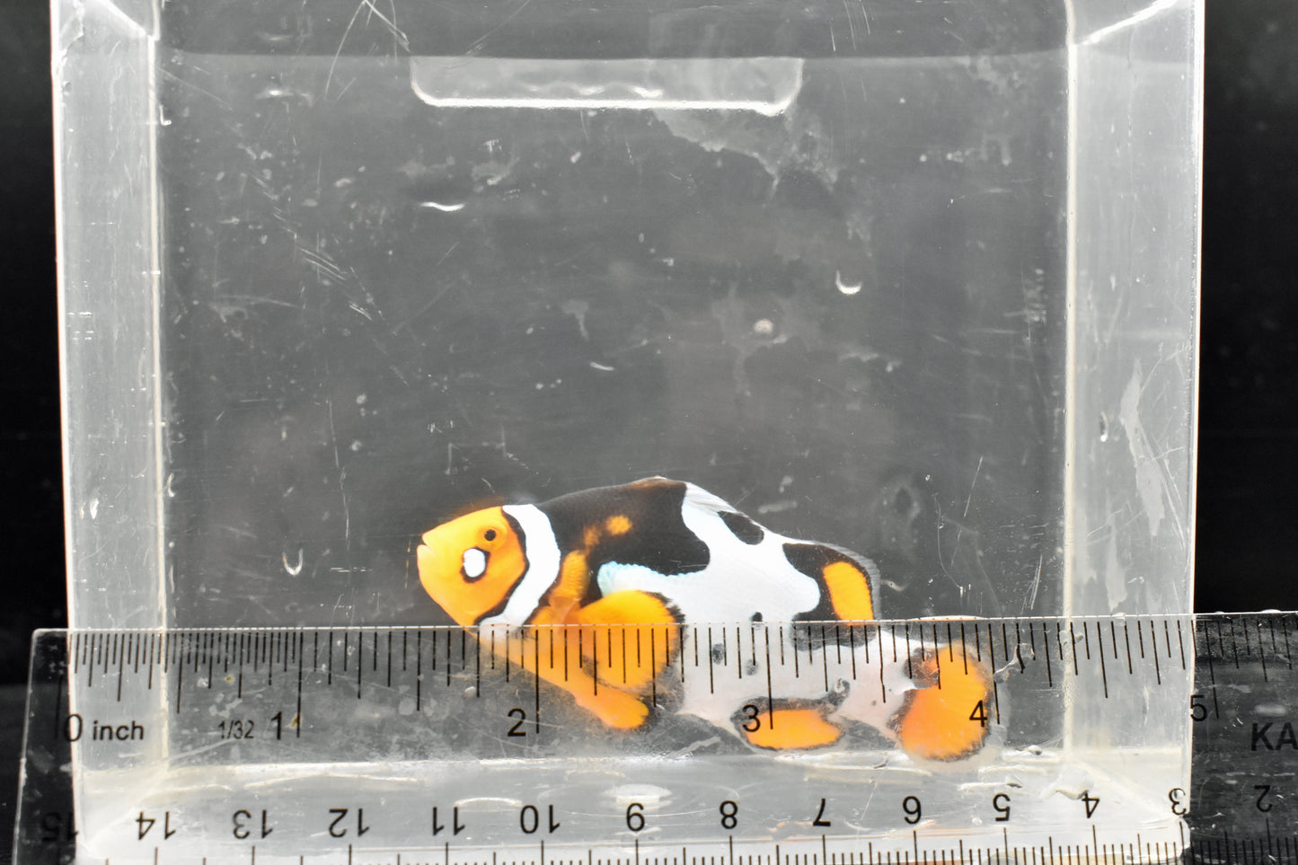 Fish 1 Size