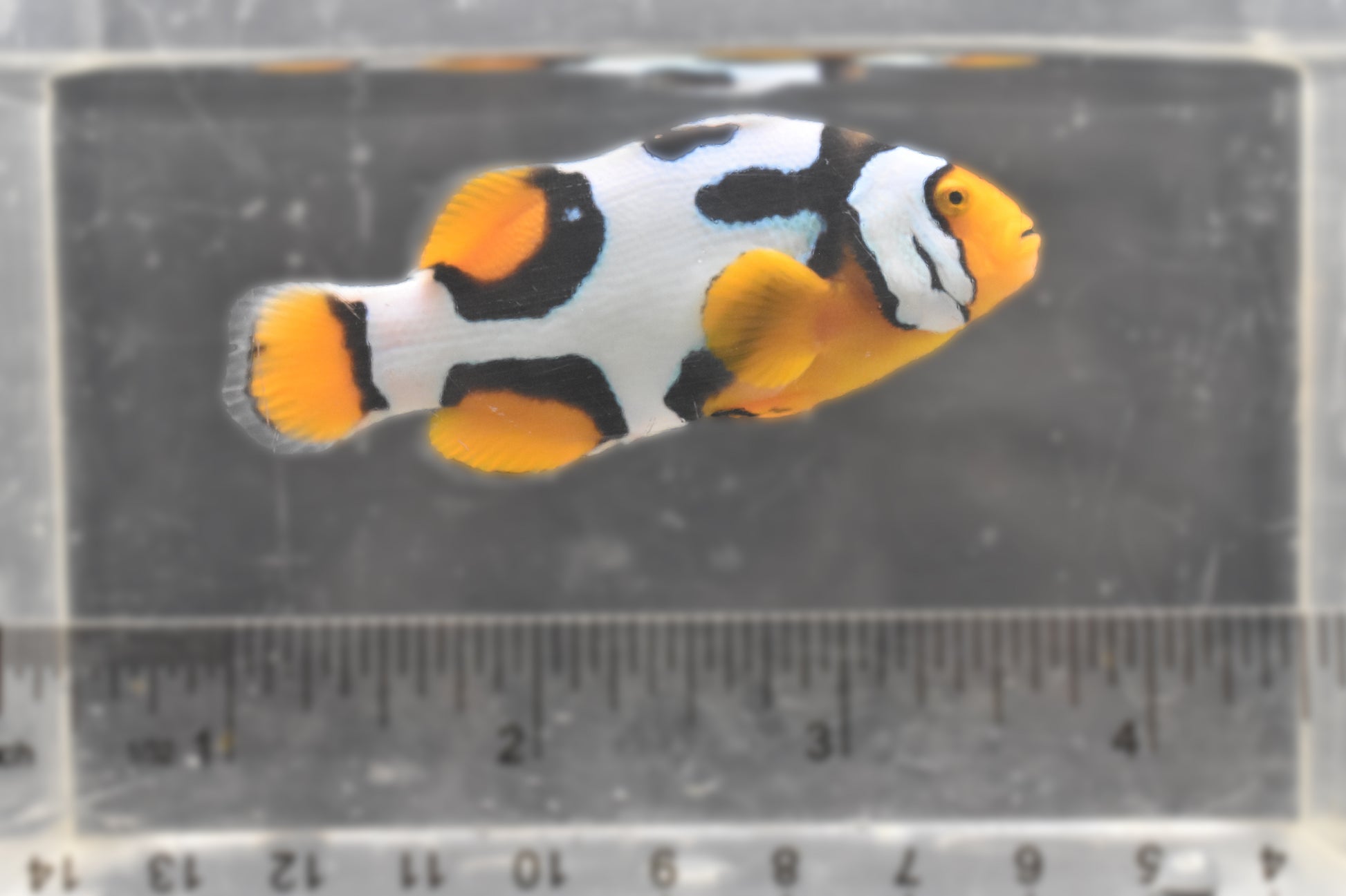 Fish 2 RIght/SIze