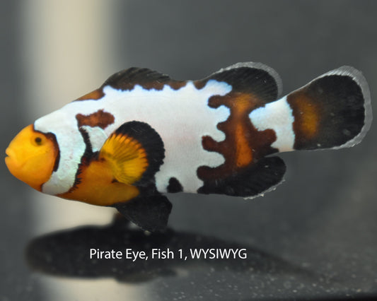 Pirate Eye Premium Snowflake Pair, WYSIWYG