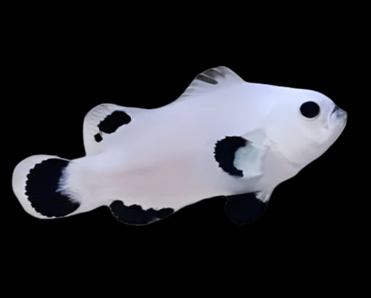 Snow Storm Clownfish