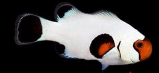 Wyoming White Clownfish