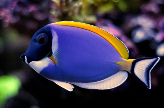 Powder Blue Tang