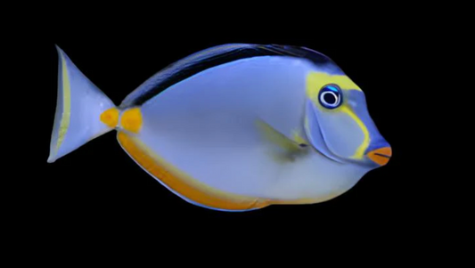 Naso Tang