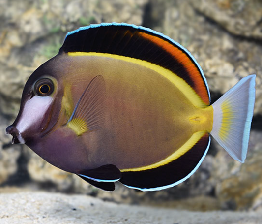 Powder Brown Tang