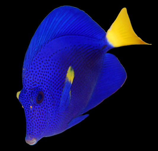 Purple Tang, Bali Aquarich Captive Bred