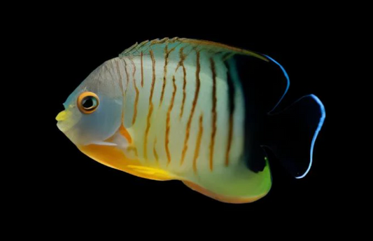 Eibli Angelfish