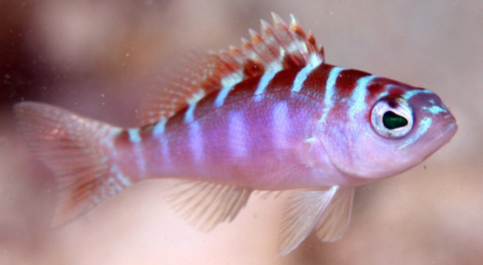 Chalk Bass