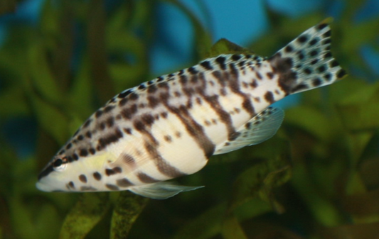 Harlequin Bass