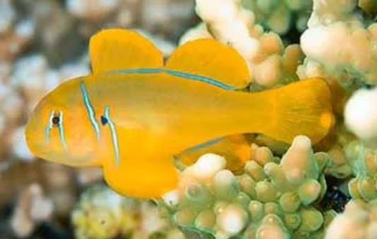 Citron Clown Goby