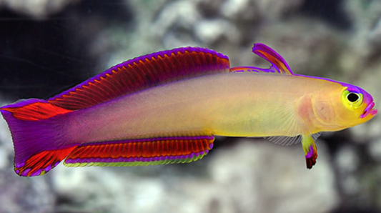 Exquisite Firefish