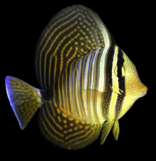 Desjardinii Sailfin