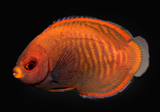 Golden Angelfish, Bali Aquarich