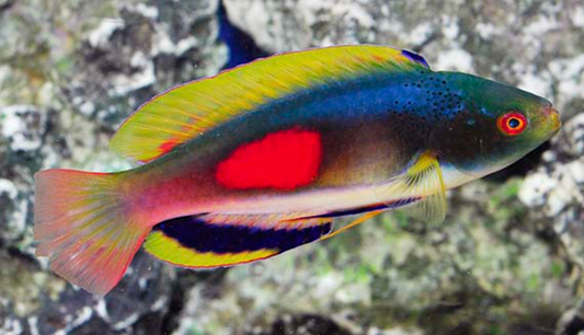 Scott's Greenback Fairy