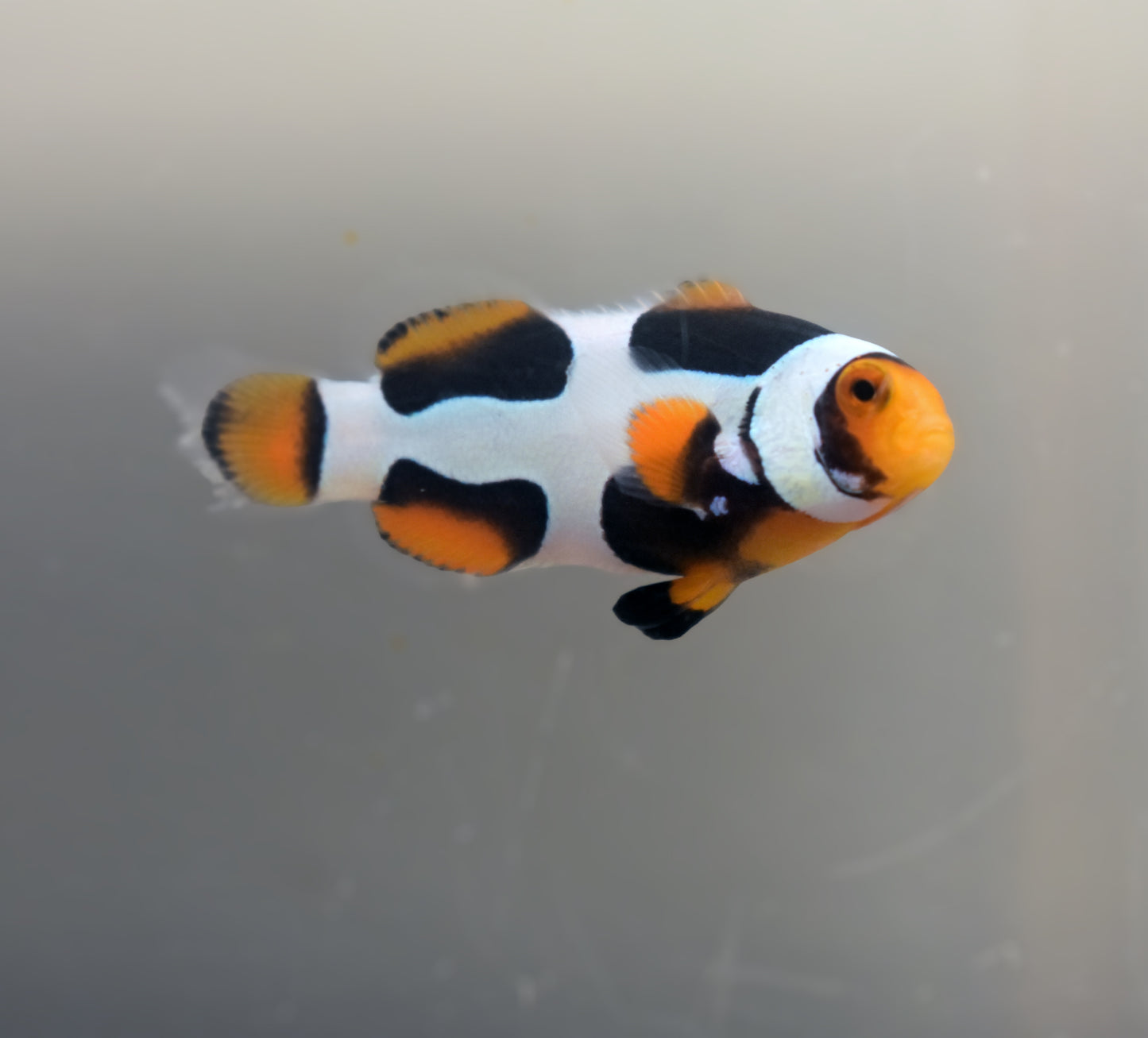Extreme Onyx Clown, Single, WYSIWYG, 1-1