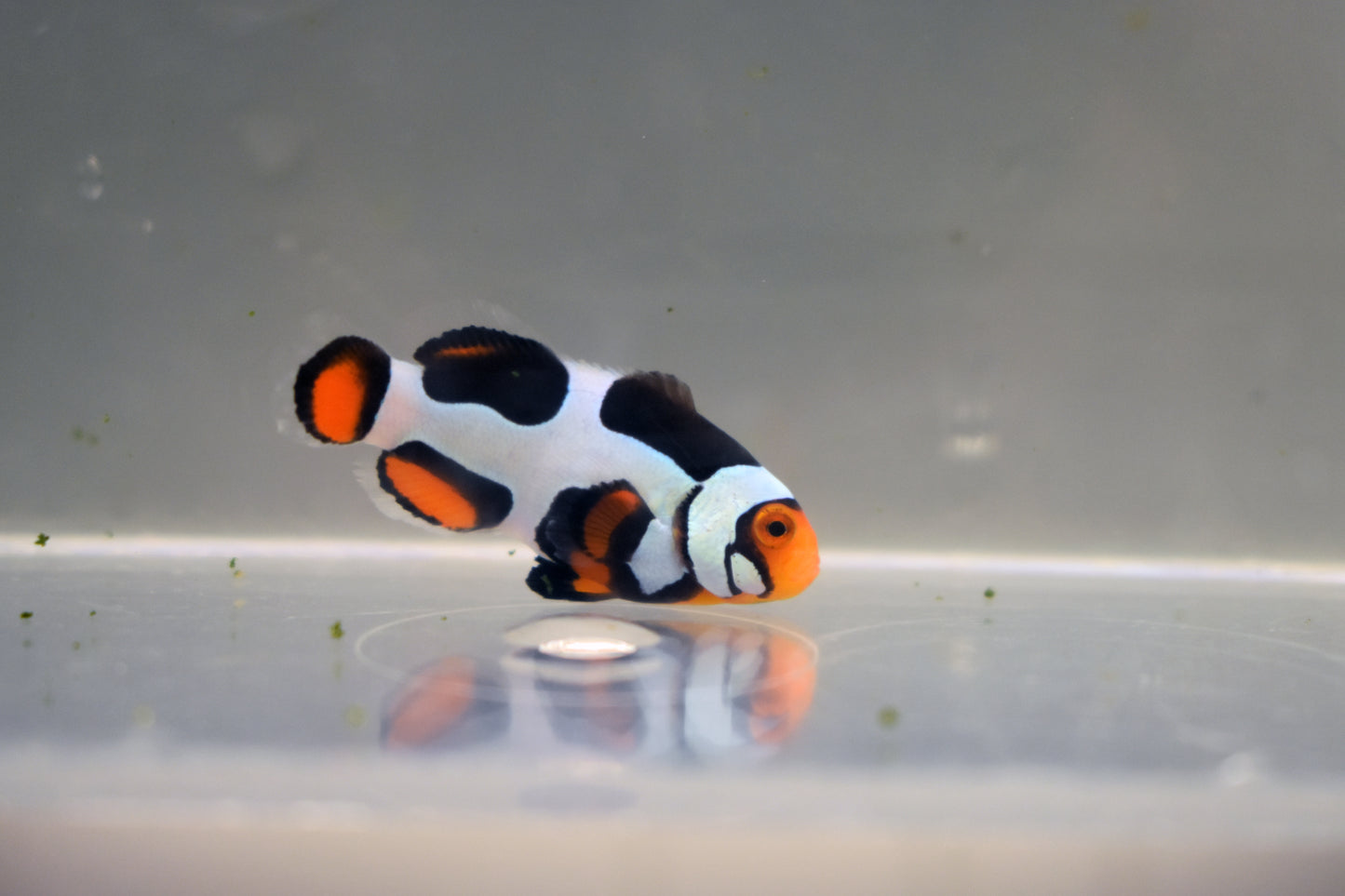 Extreme Onyx Picasso Clown, WYSIWYG 10-1