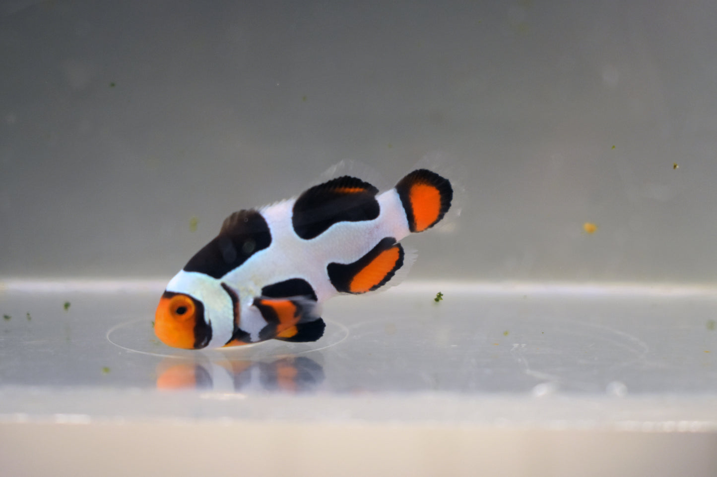 Extreme Onyx Picasso Clown, WYSIWYG 10-1