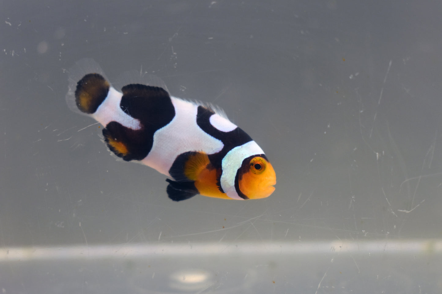 Extreme Onyx Picasso Clown, 10-2