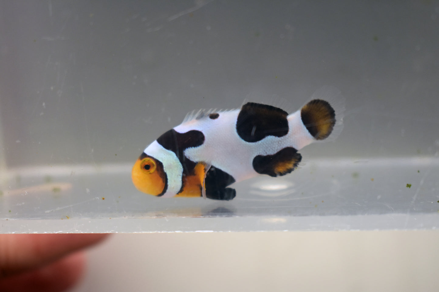 Extreme Onyx Picasso Clown, 10-2