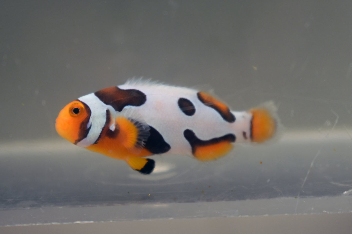 Extreme Onyx Picasso Clown, WYSIWYG 3-2