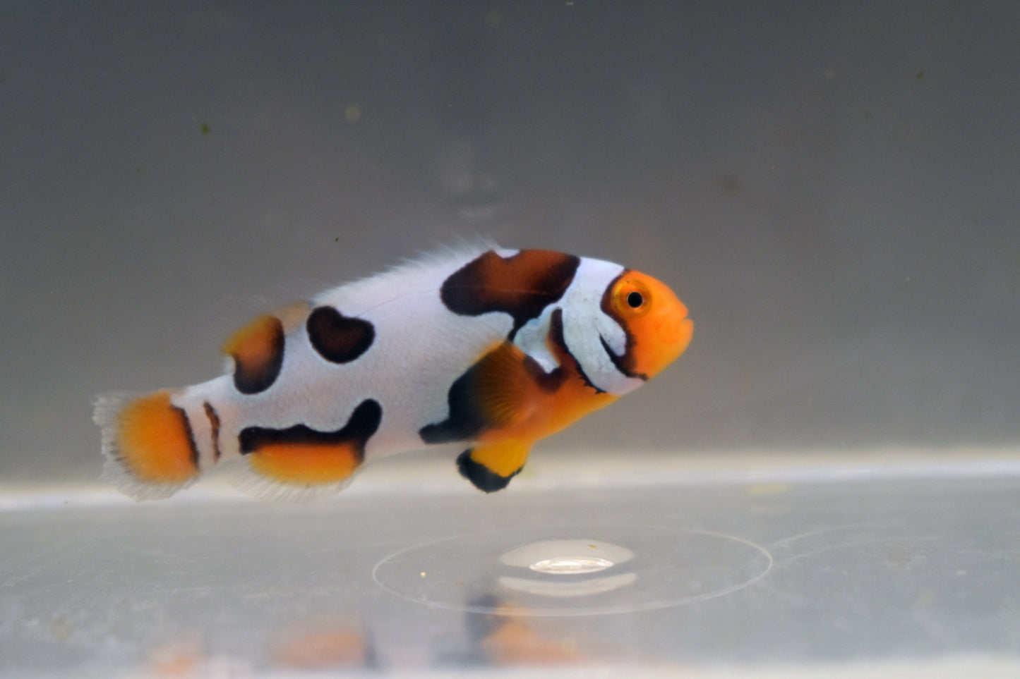 Extreme Onyx Picasso Clown, WYSIWYG 3-2