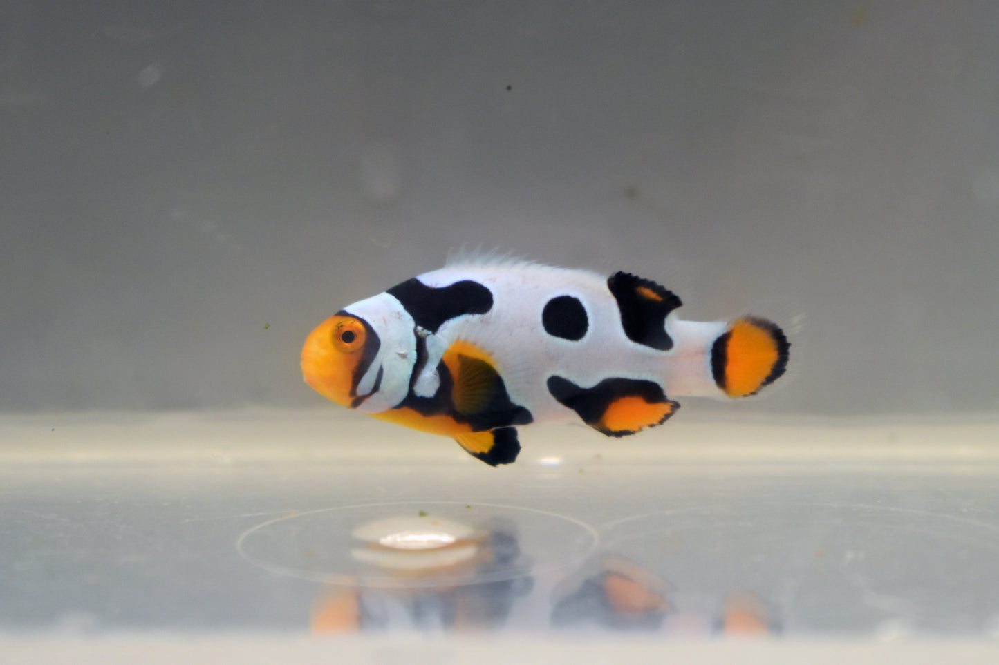 Extreme Onyx Picasso Clown, WYSIWYG 4-1