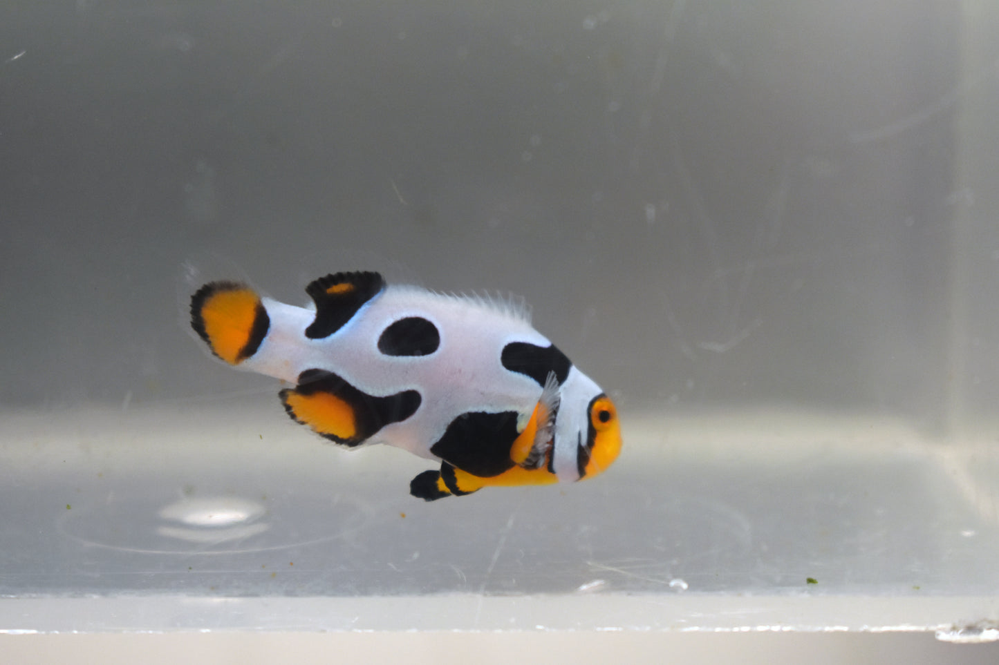 Extreme Onyx Picasso Clown, WYSIWYG 4-1