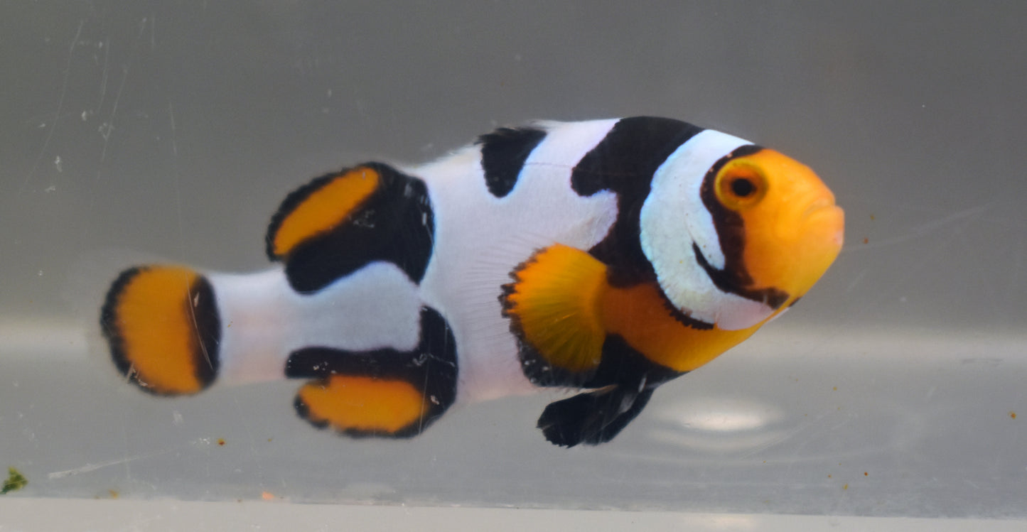 Extreme Onyx Clown, Single, WYSIWYG 9-2