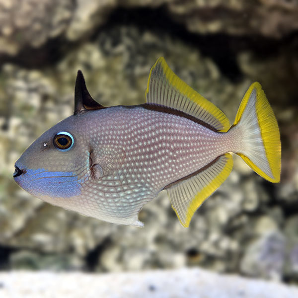 Blue Throat Triggerfish – Moon Valley Aquaculture