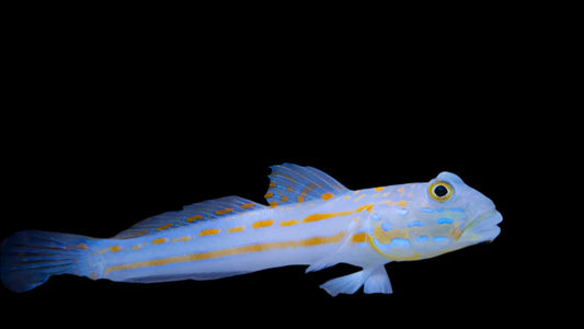 Diamond Goby