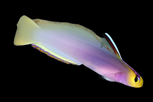 Helfrichi Firefish