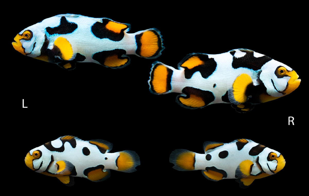 Bali Aquarich Helmet Picasso Clownfish Bonded Pair