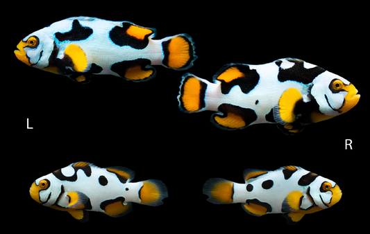 Bali Aquarich Helmet Picasso Clownfish Bonded Pair